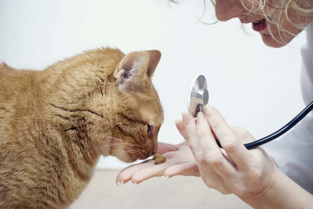 легочные глисты у кошек лечение