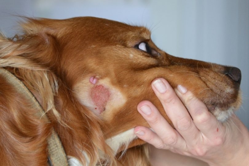 вакцина от лишая для собак