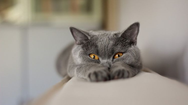 лечение лямблиоза у кошек