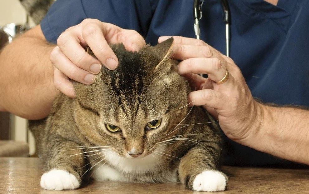 лечение лямблиоза у кошек