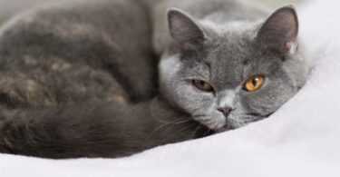 Мастопатия у кошки