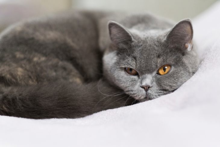 мастопатия у кошки лечение в домашних условиях