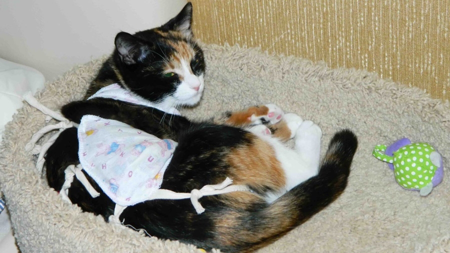 стерилизация кошек во время течки