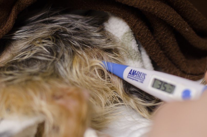 нормальная температура у собак мелких пород