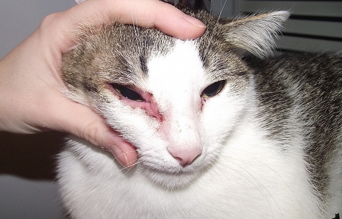 нотоэдроз у кошек симптомы фото и лечение