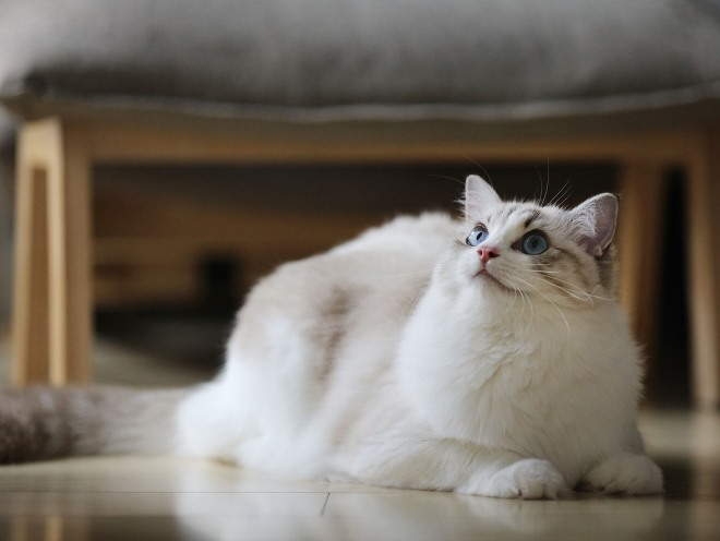 опухоль молочной железы у кошки сколько проживет