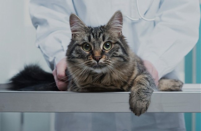 отек легких у кошек лечение