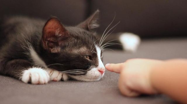 отек легких у кошки можно ли вылечить