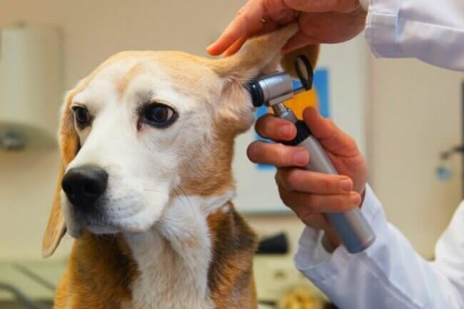 воспаление уха у собаки лечение