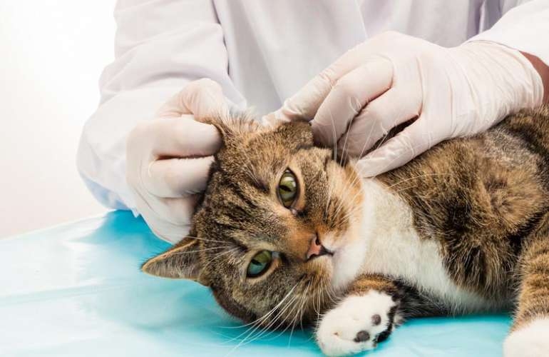 отодектоз у кошек симптомы