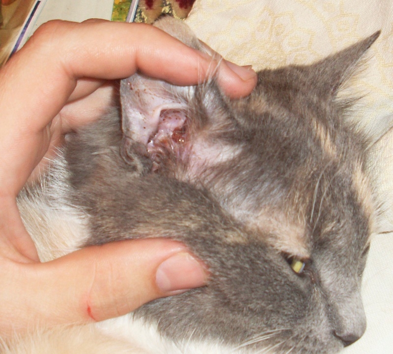 отодектоз у кошек лечение