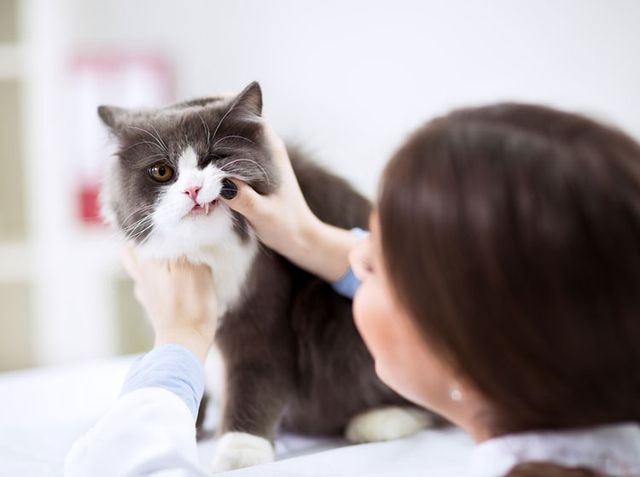 панкреатит у кошек симптомы и лечение