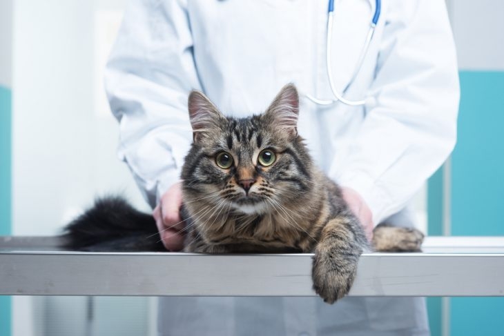 воспаление параанальных желез у кошек лечение