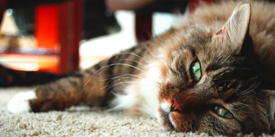 воспаление параанальных желез у кошек лечение