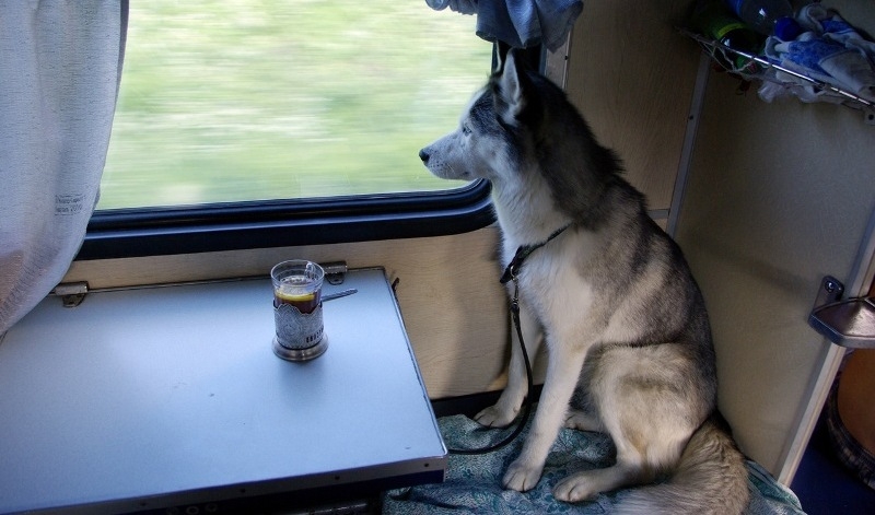 правила перевозки собак в поезде
