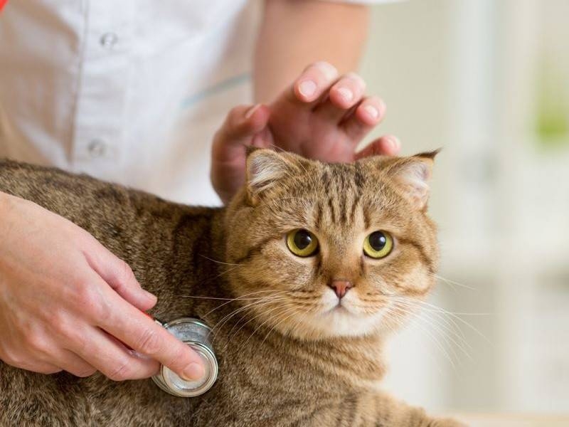 пневмония у кошек симптомы и лечение