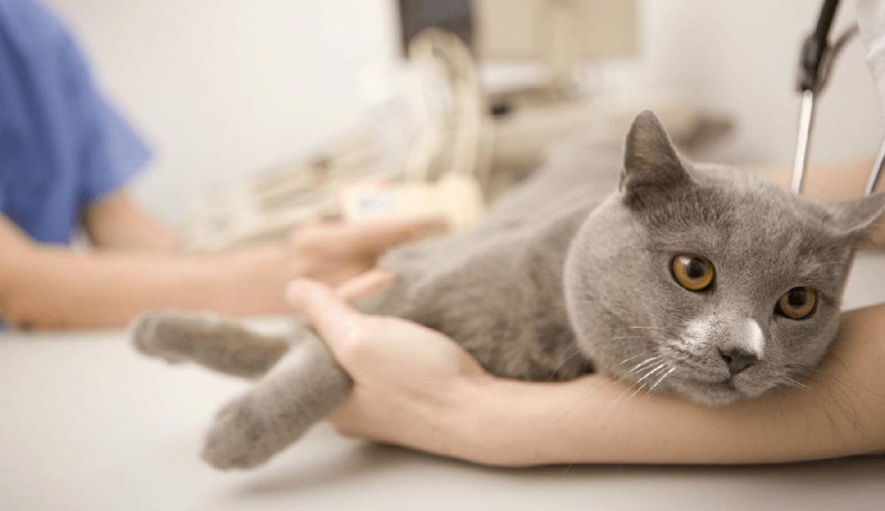 почечная недостаточность у кошек симптомы лечение
