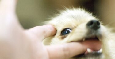 отучить щенка кусаться за руки