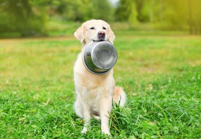 почему собака ест свой кал