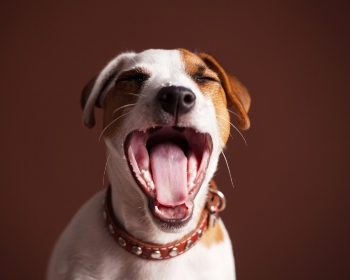 почему у собаки пахнет изо рта тухлятиной