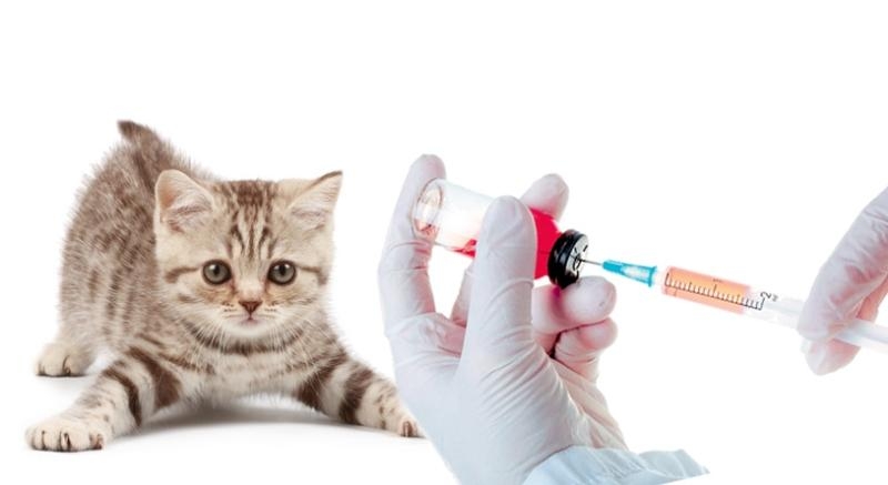 вакцина от бешенства для кошек