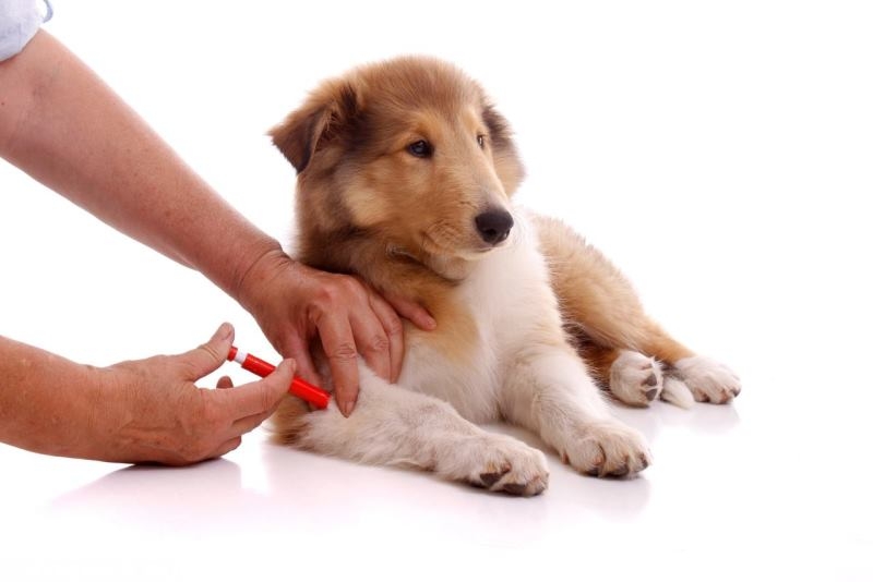 график прививок для собак