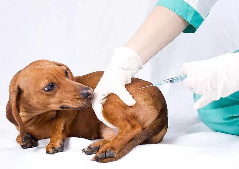 прививка щенку в 2 месяца