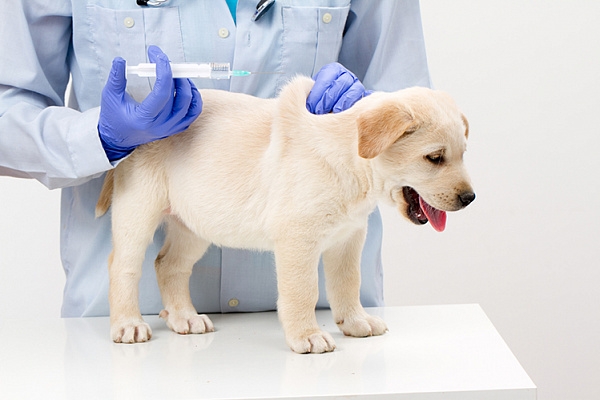 прививки щенкам до года таблица