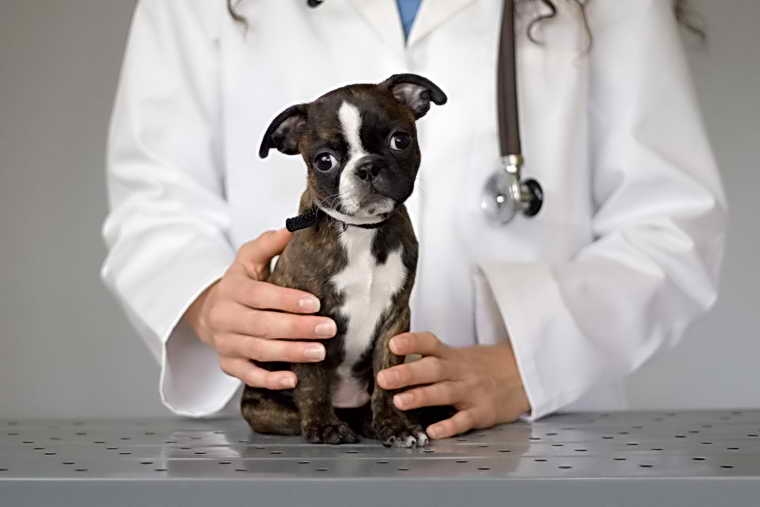 можно ли кормить собаку перед прививкой