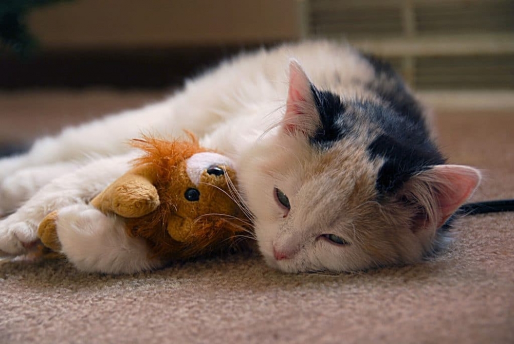 простуда у кошек симптомы и лечение