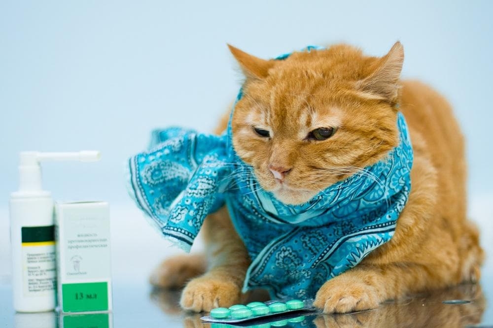простуда у кошек симптомы и лечение