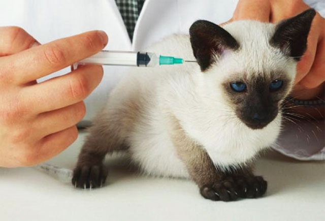 норма сахара в крови у кошек