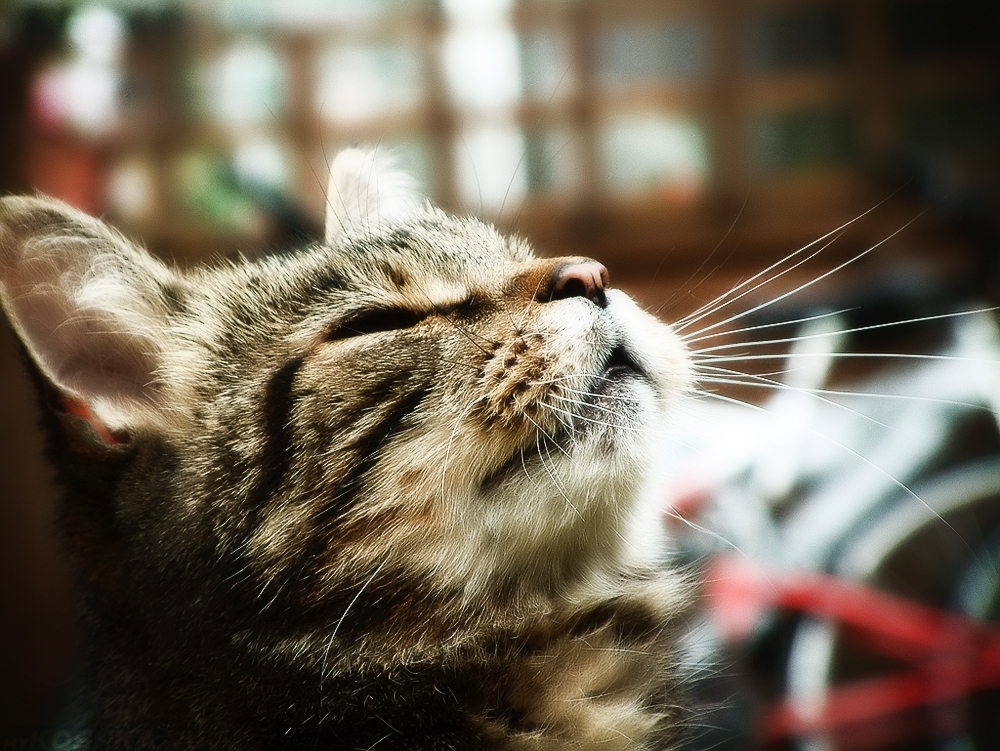 лечение ринотрахеита у кошек схема
