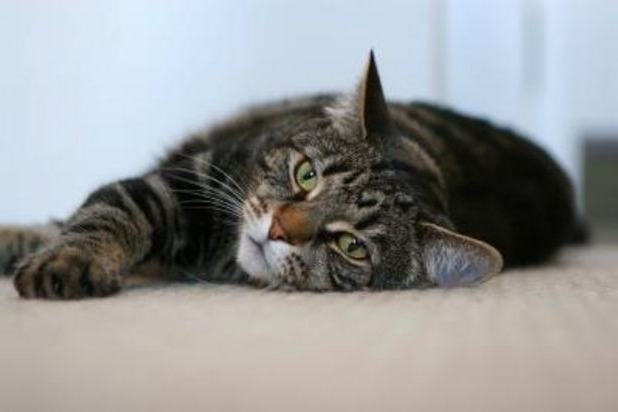 лечение ринотрахеита у кошек схема