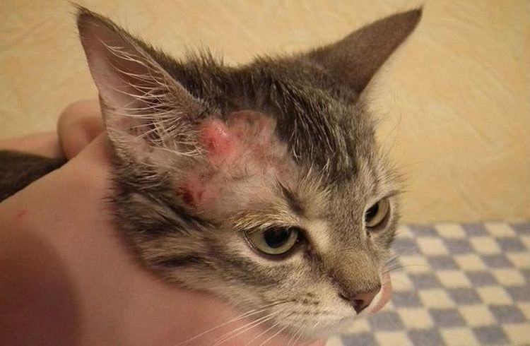 саркоптоз у кошек симптомы фото и лечение
