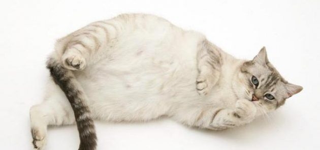 шотландская вислоухая кошка беременность продолжительность и роды