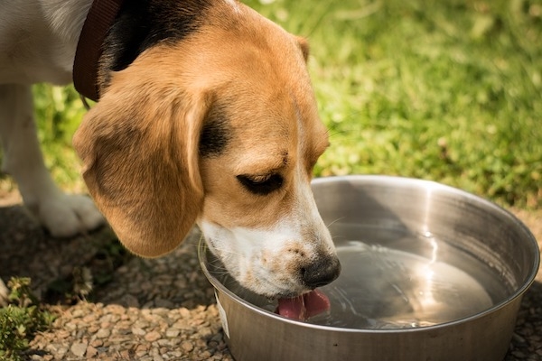 собака много пьет воды и мочится причина