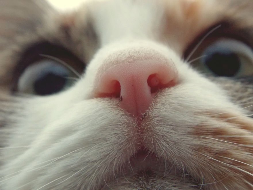 сухой нос у кошки причины