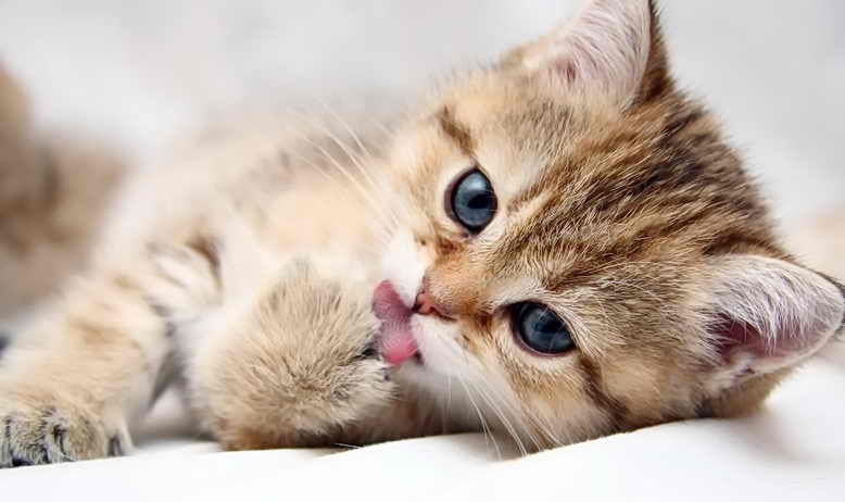 токсокароз у кошек симптомы