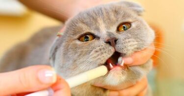 Токсокары у кошек