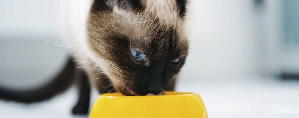 анализ на токсоплазмоз у кошек