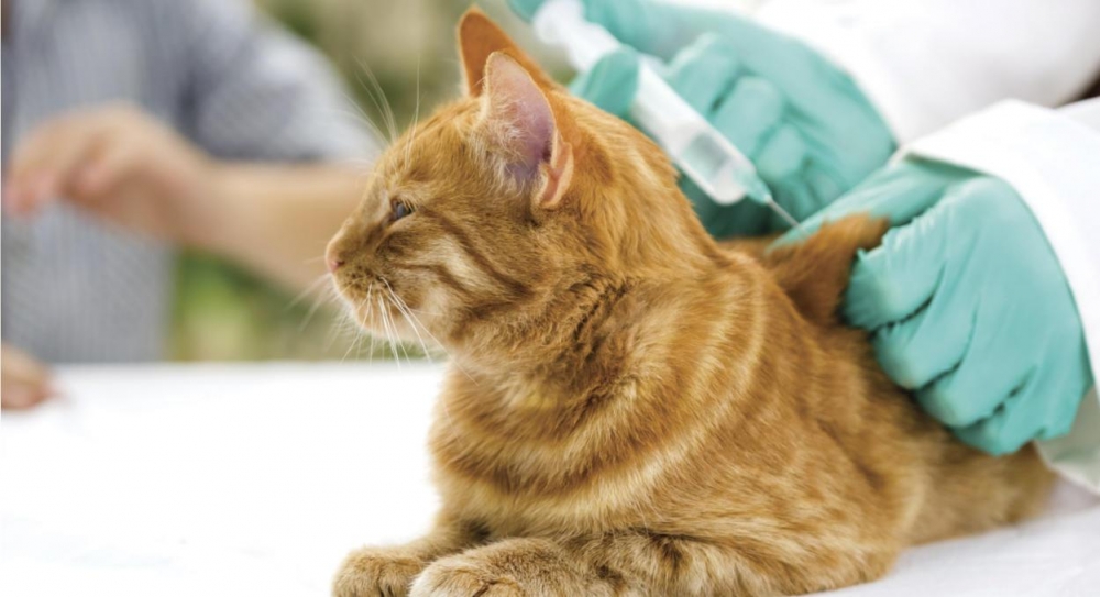 как проверить кошку на токсоплазмоз