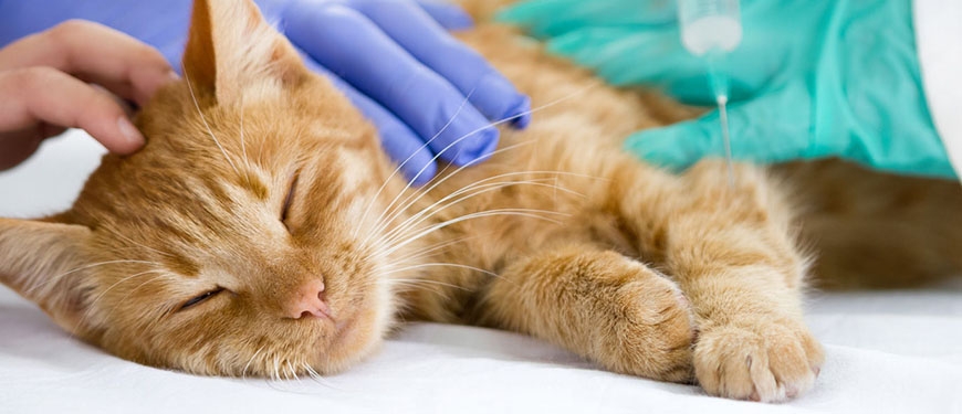 профилактика токсоплазмоза у кошек