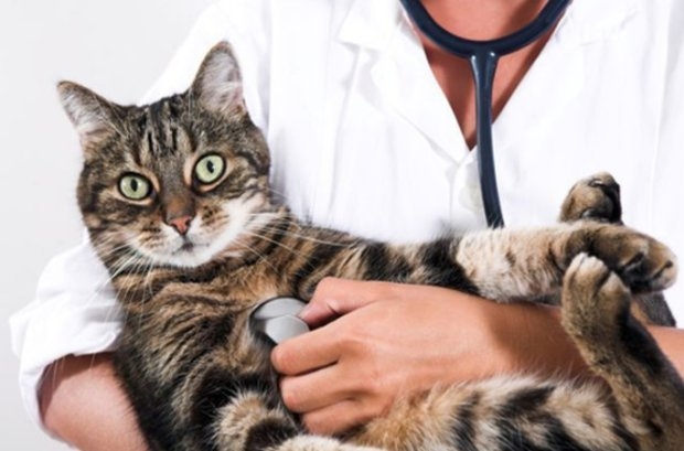 слюнотечение у кошек причины и лечение