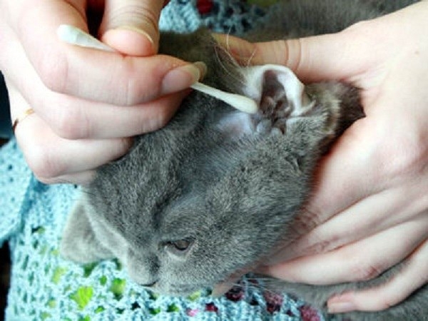 лекарство от ушного клеща у кошек