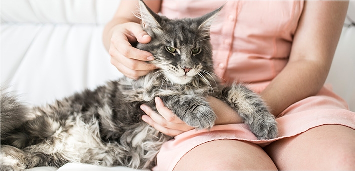 лекарство от ушного клеща у кошек