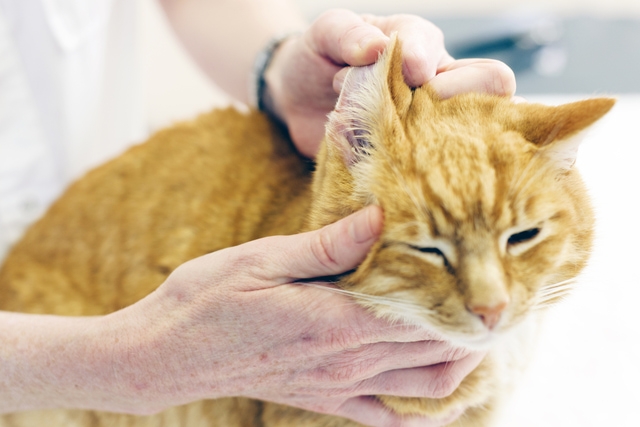 как вывести ушного клеща у кошки