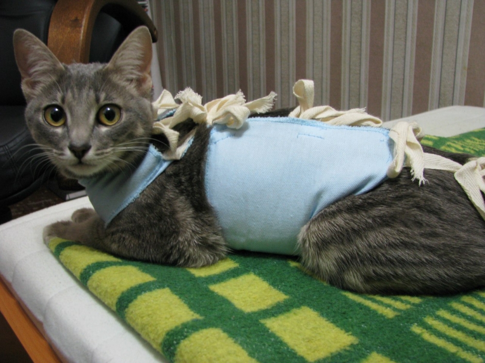 осложнения после стерилизации кошки