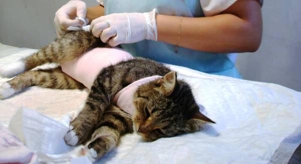 во сколько месяцев можно стерилизовать кошку
