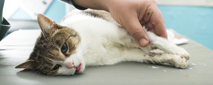 вирус иммунодефицита кошек